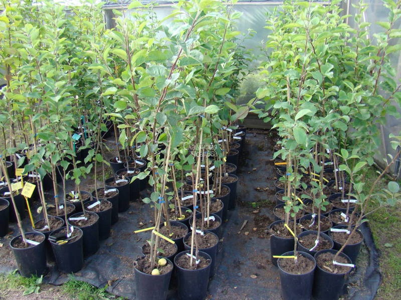 ЗКС саженцы купить саженцы из питомнике {2}