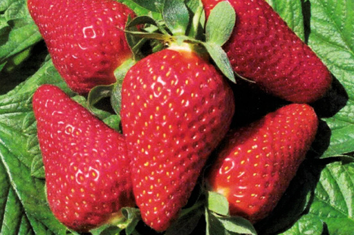 Клубника "ЛЮЧИЯ" (6 шт.)
